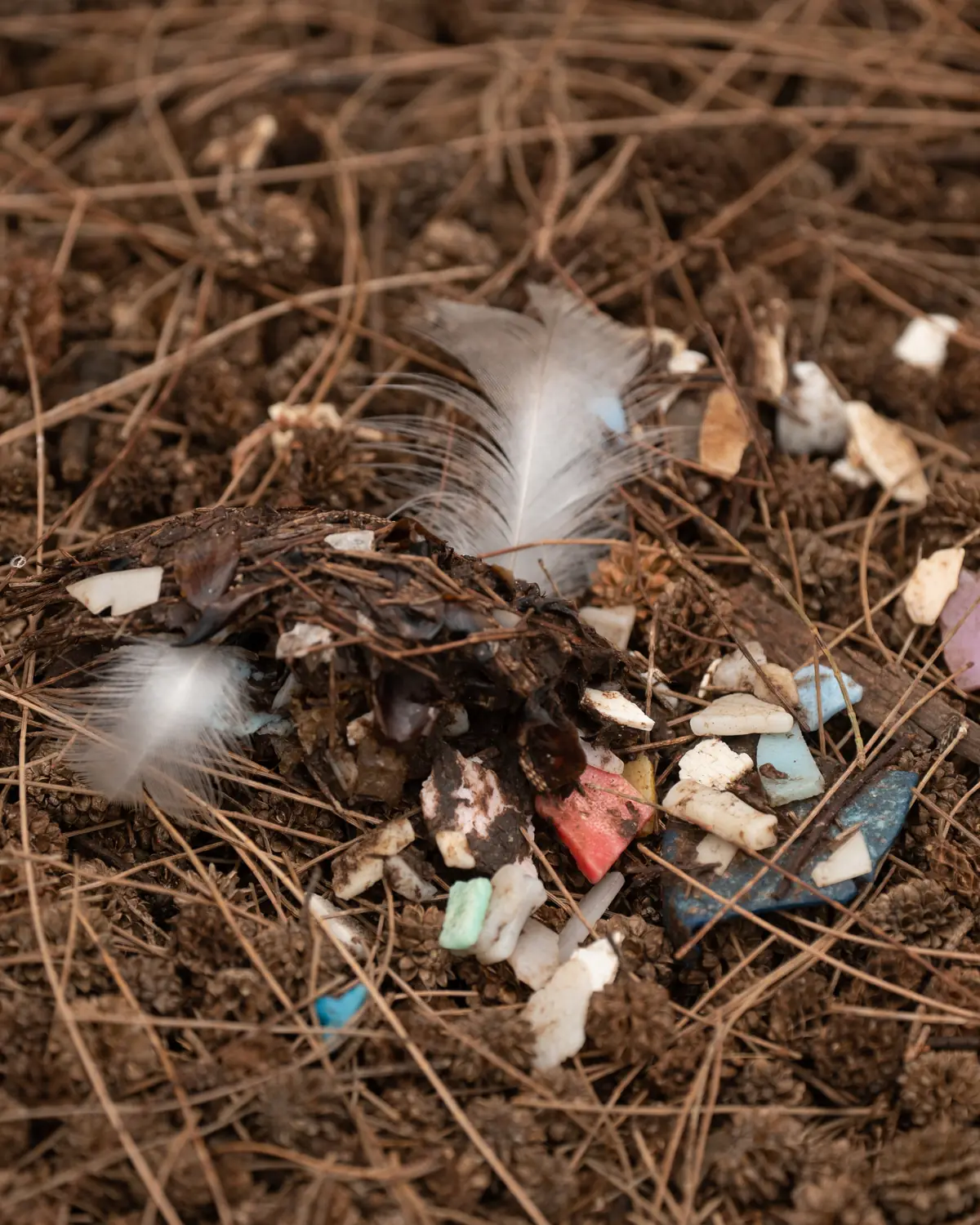 Colorful plastic fragments and a white feather lying on pine needles: the remains of a regurgitated albatross bolus