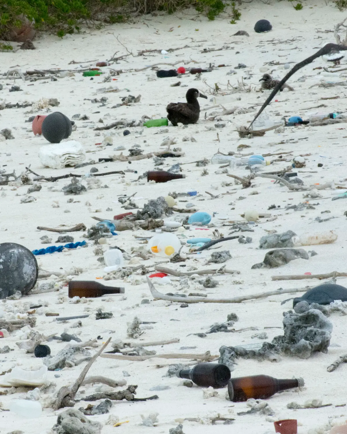 Glass and plastic bottles, fishing floats and plastic scraps scattered over a white sand beach, with a dark albatross sitting among them