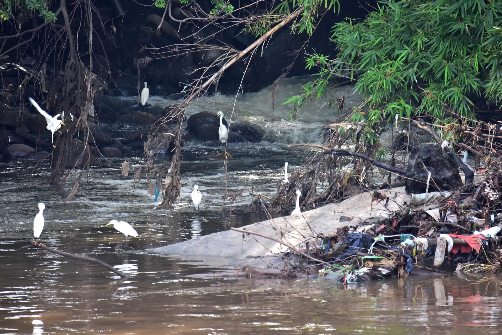 Egrets wading beside plastic bags and trash snagged on a concrete ledge in a brown river