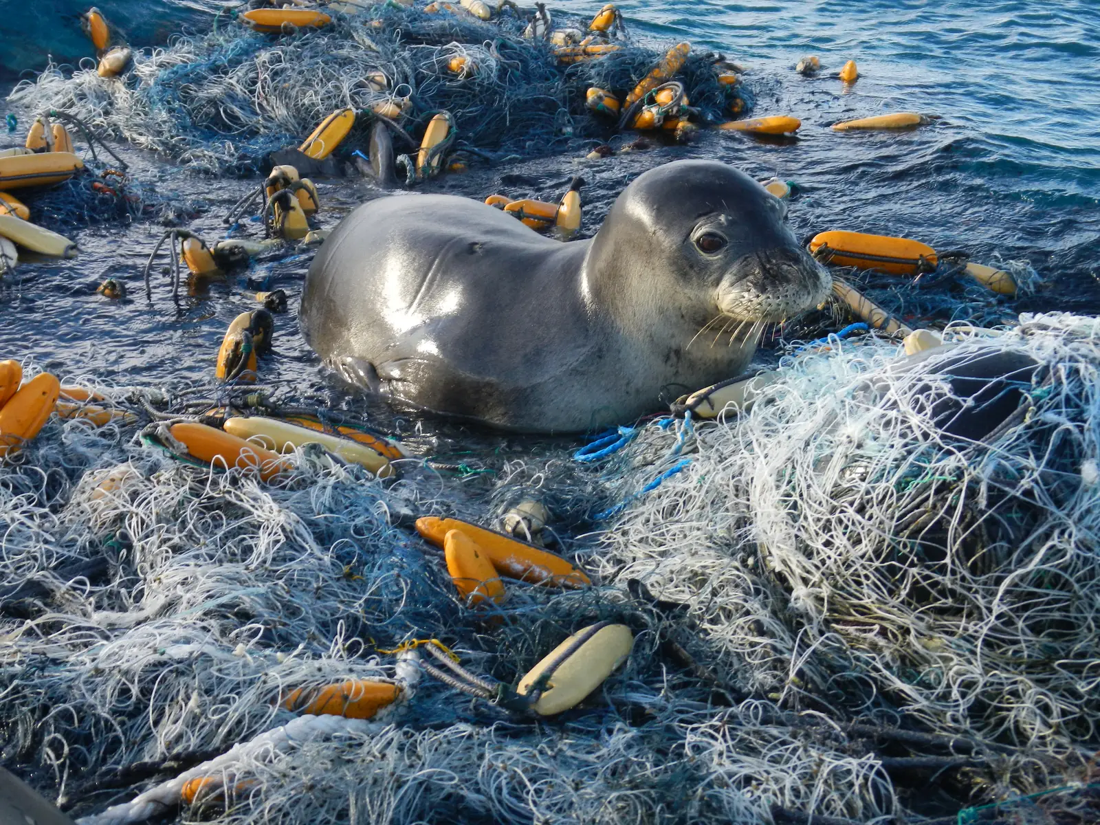 A Hawaiian monk seal resting on a floating mass of fishing nets and plastic floats